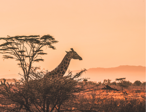 Giraffe in the forest